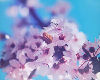 Close-up of pink flowers against sky