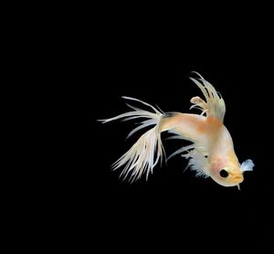 Close-up of fish underwater