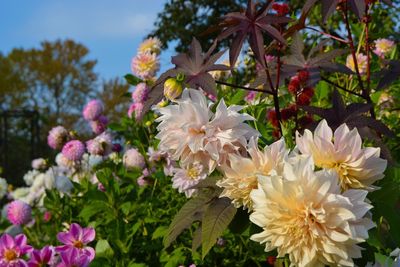 Close-up of pink flowers