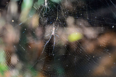 Close-up of spider web