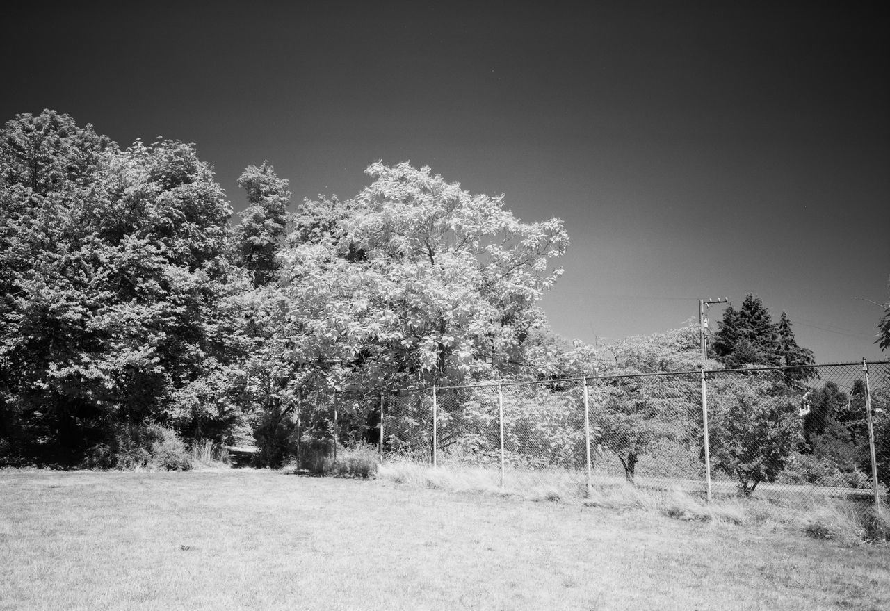 TREES GROWING IN FIELD AGAINST SKY