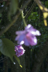 Close-up of flower growing on tree