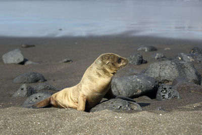 View of an animal on beach