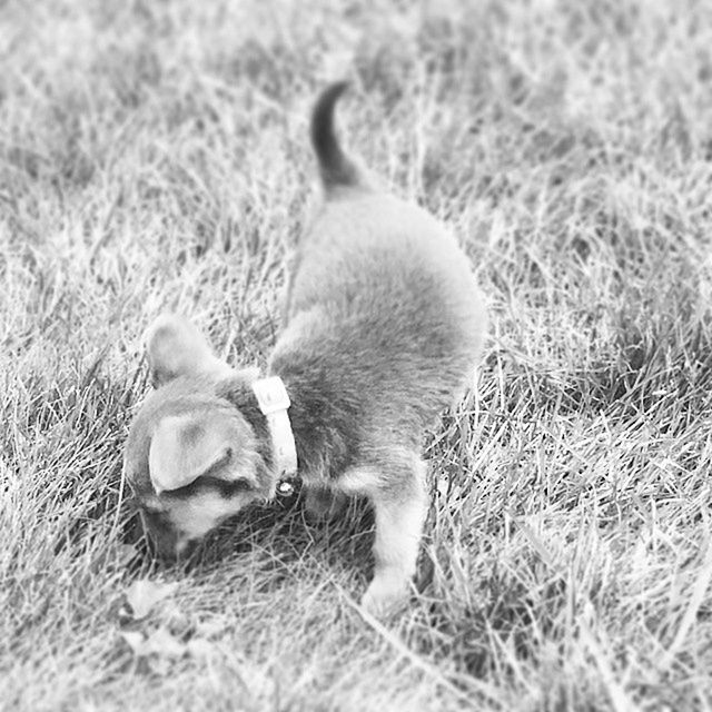 animal themes, one animal, grass, mammal, domestic animals, field, pets, relaxation, grassy, dog, lying down, resting, selective focus, close-up, no people, focus on foreground, day, young animal, nature, outdoors