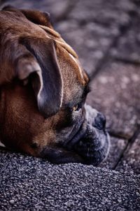 Close-up of dog relaxing outdoors