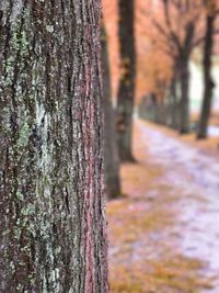 Close-up of tree