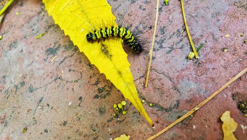 High angle view of insect on yellow leaf