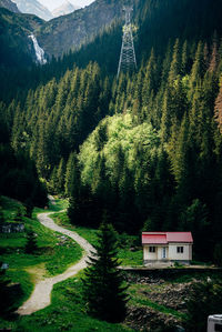 High angle view of pine trees in forest