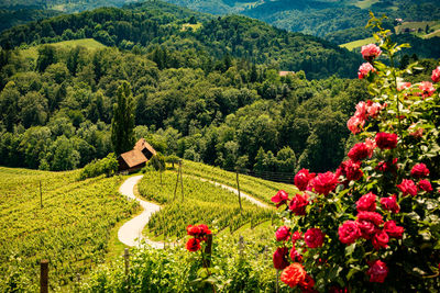 Scenic view of flowering plants and trees on field