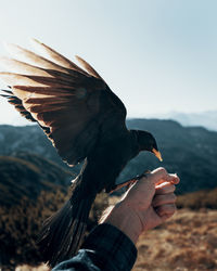 Bird sitting on hand on mountain against sky