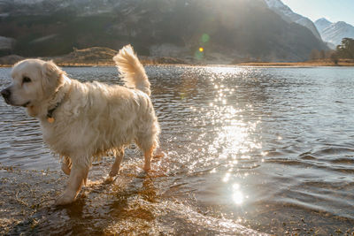 Wet golden retriever dog leaving sunny lake