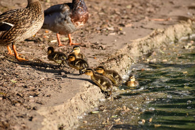 Ducks in a water