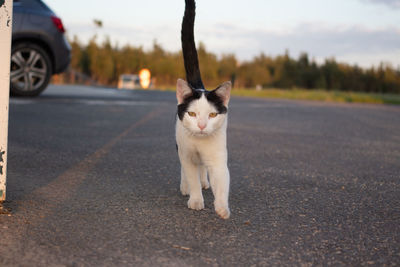 View of cat on street