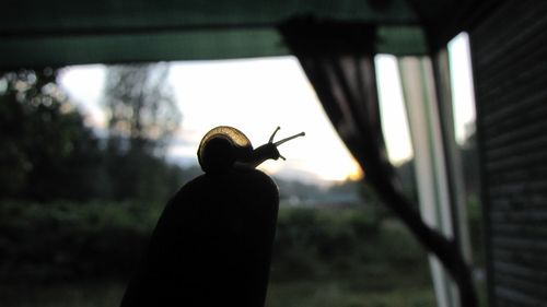 Bird perching on railing