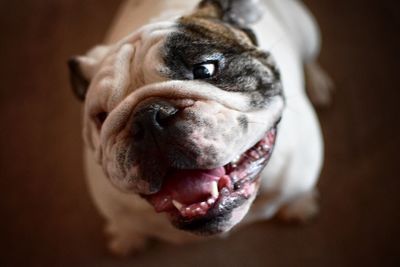 Close-up portrait of dog