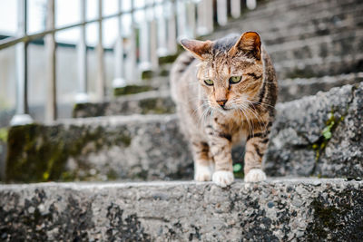 Portrait of a cat