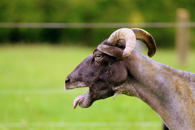 Close-up of goat 