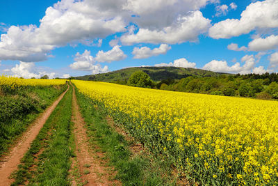 Scenic view of field against sky