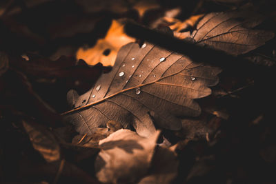 Close-up of dry maple leaves during autumn