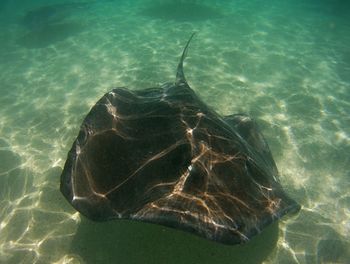 Close-up of turtle swimming in sea