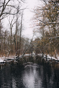 River amidst bare trees in forest