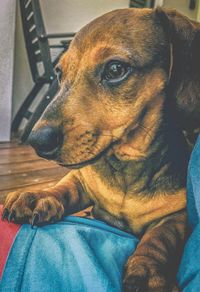 Close-up of dog relaxing at home