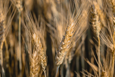 Close-up of wheat growing on field