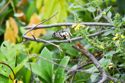 Close-up of butterfly on leaf