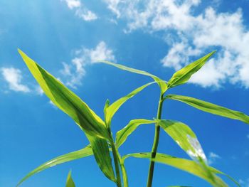 Low angle view of plant against blue sky