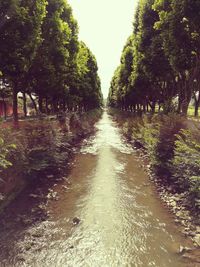 Road amidst trees against sky