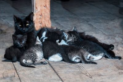 Close-up of cats sitting outdoors