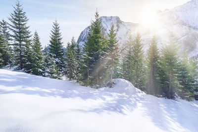 Trees on snow covered landscape in austria