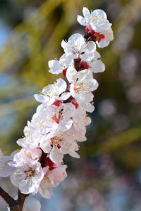 Close-up of white flowers on branch