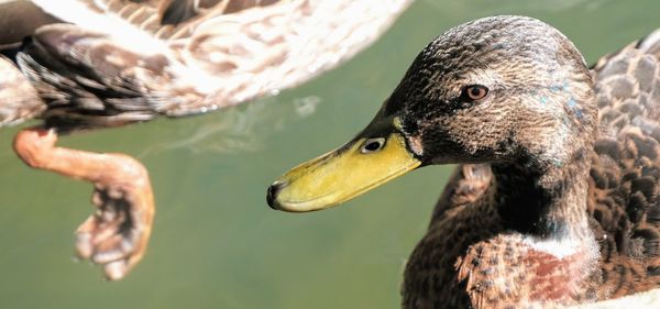 Close-up of duck in water