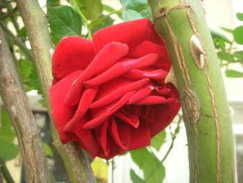 Close up of red flower