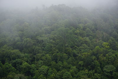 High angle view of trees in forest