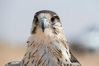 Close-up portrait of eagle