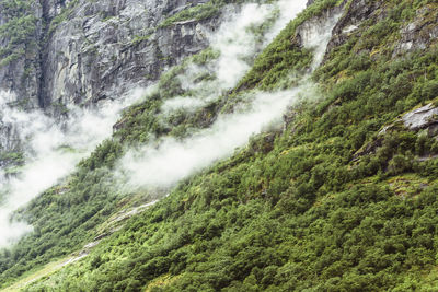 Scenic view of waterfall in forest