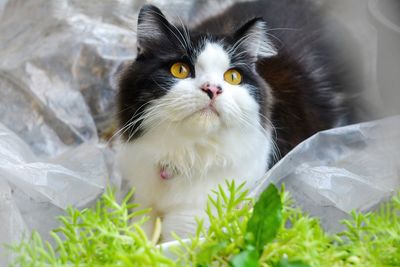 Close-up portrait of a cat