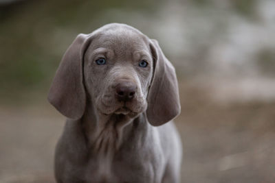 Weimaraner puppy looking at camera