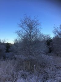 Bare trees against clear sky