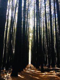 Low angle view of bamboo trees in forest