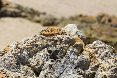 Close-up of lizard on rock