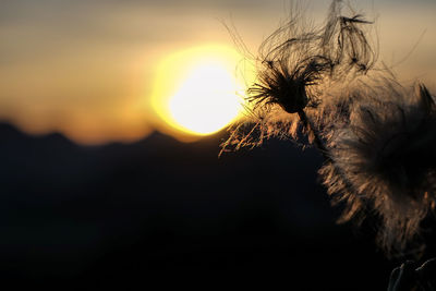 Close-up of dandelion against sky during sunset