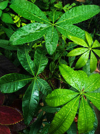 High angle view of wet plant leaves during rainy season