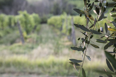 Close-up of olive tree growing on field