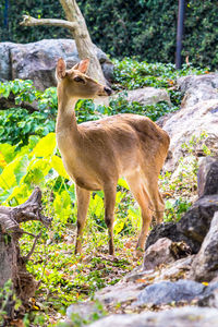 Lion standing in a forest