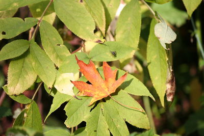 Close-up of autumnal leaves on plant