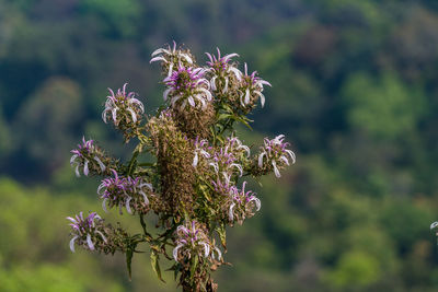 Close-up of pink flowering plant