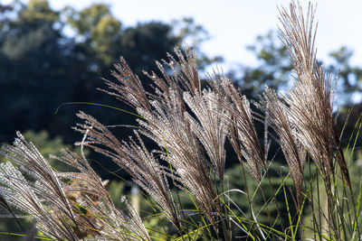 grass
